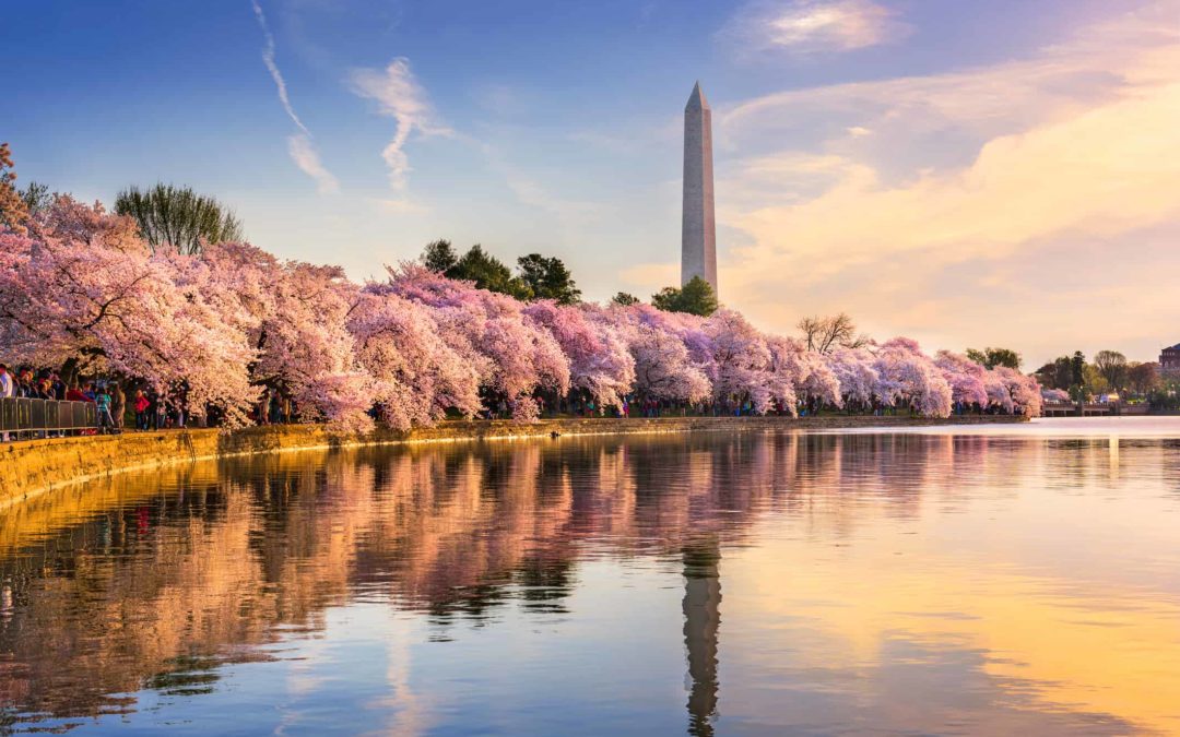 Cherry Blossoms at the Tidal Basin with the Washington Monument in the Background