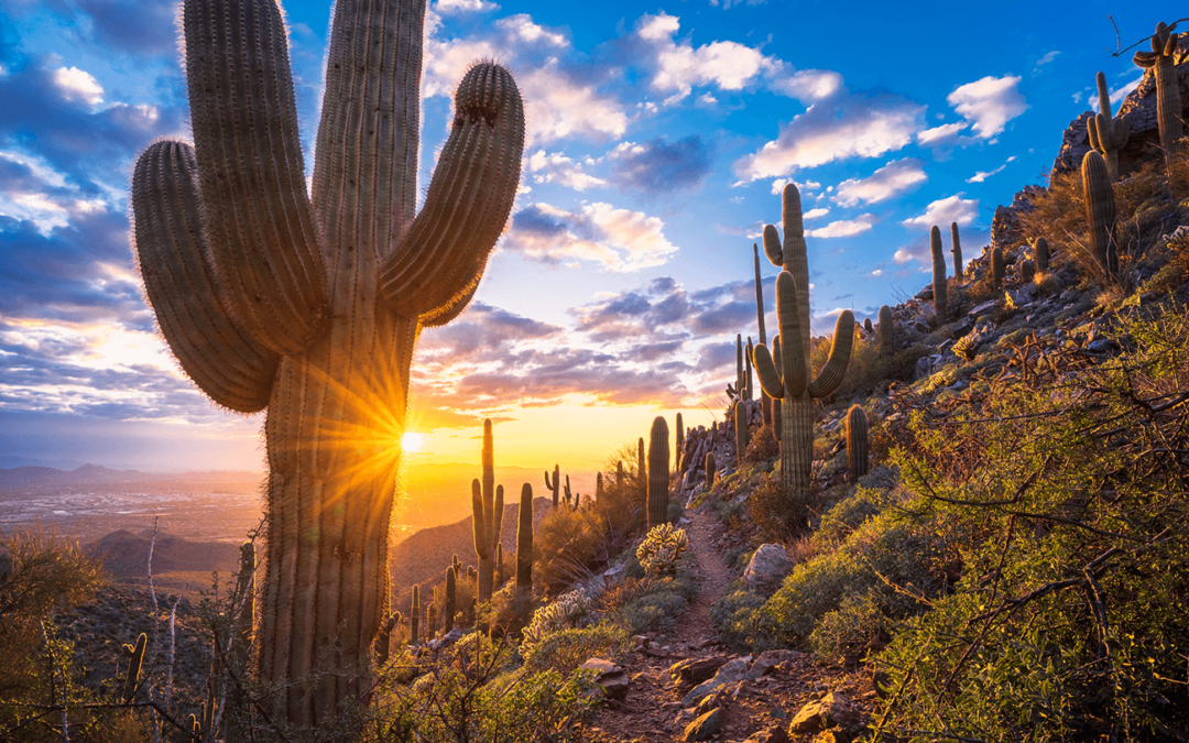 Saguaro cactus with sunset in the Arizona desert