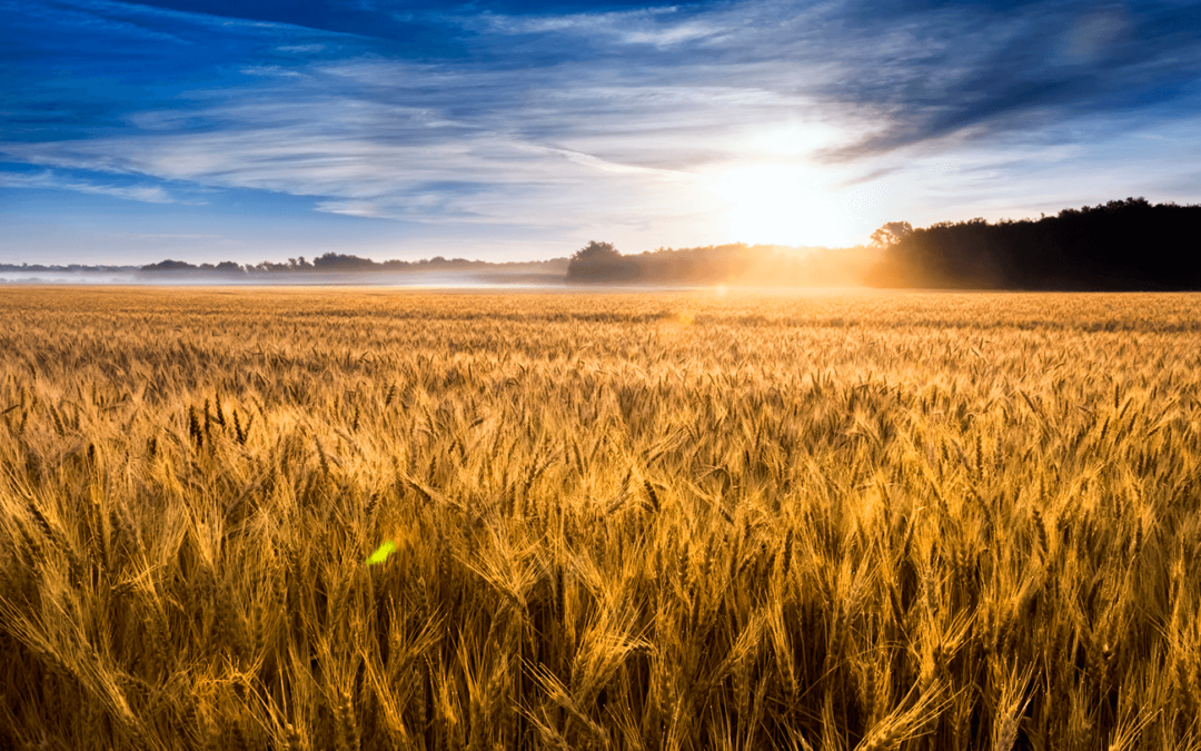 Golden wheat field at sunrise in Kansas.