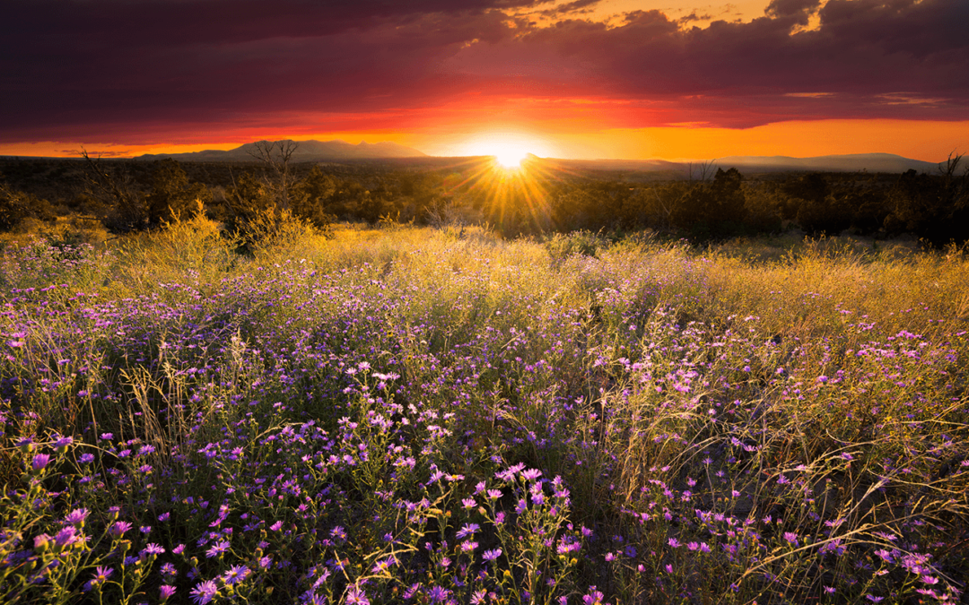 Sunset over a wildflower field in New Mexico.